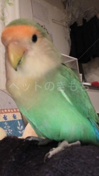 迷子鳥の画像