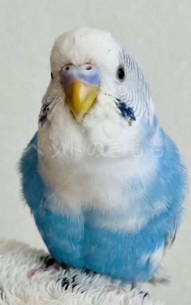 迷子鳥の画像