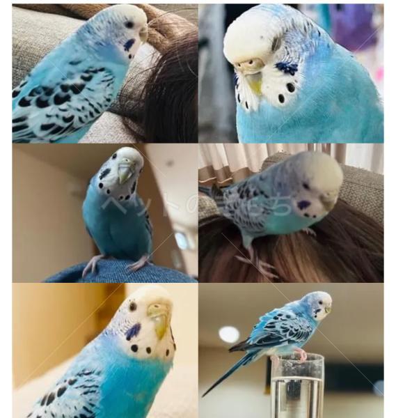 迷子鳥の画像