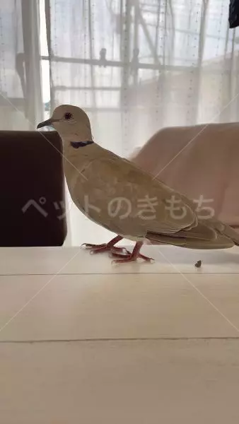 迷子鳥の画像