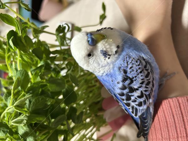 迷子鳥の画像