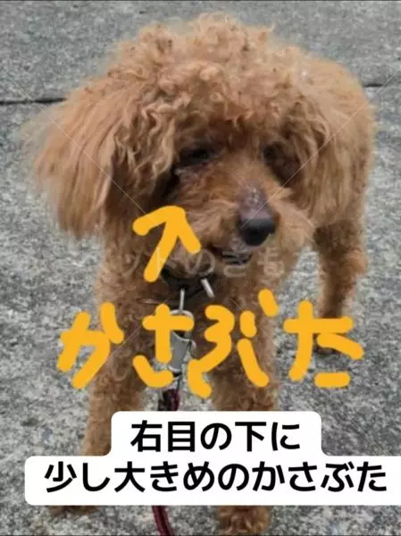 迷子犬の画像