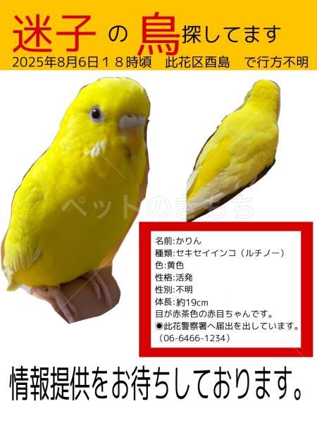迷子鳥の画像