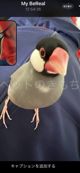 迷子鳥の画像