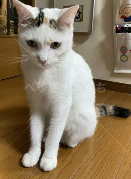 迷子猫の画像