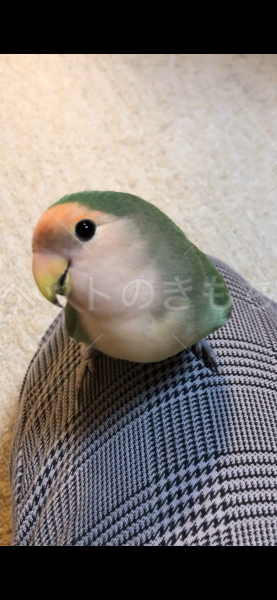 迷子鳥の画像