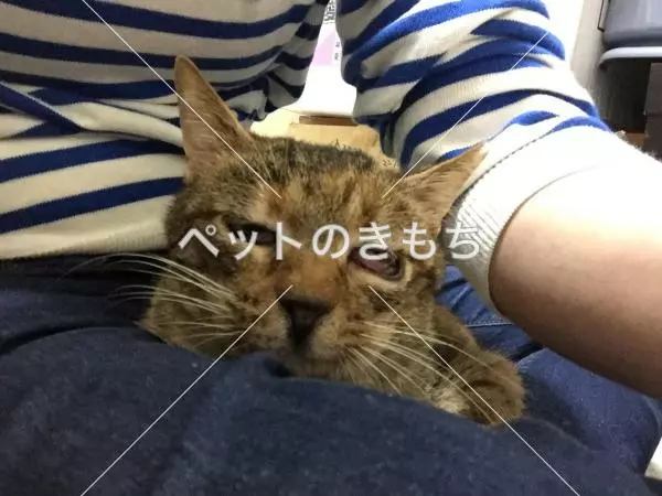 迷子猫の画像