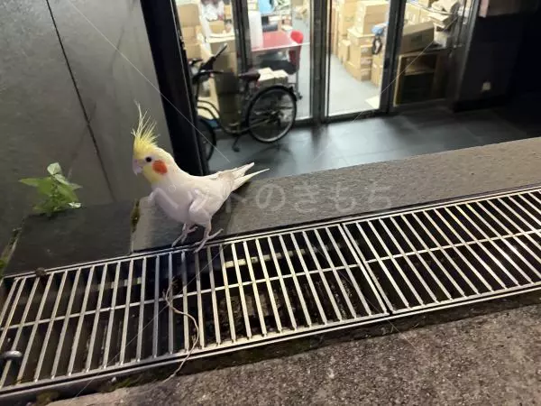 コメントの画像