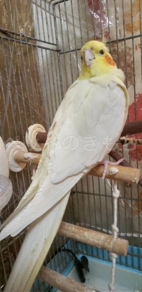 迷子鳥の画像
