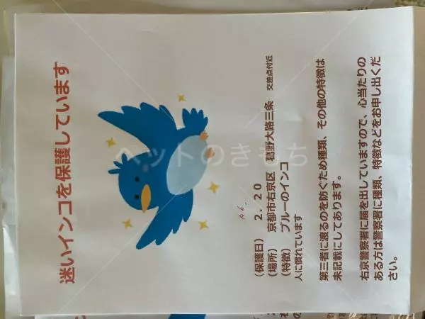 保護鳥の画像