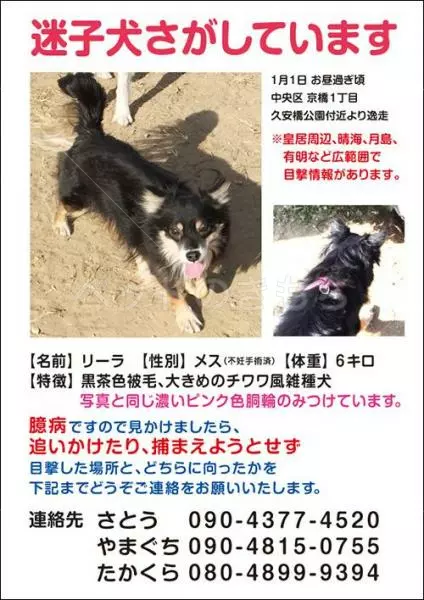 迷子犬の画像