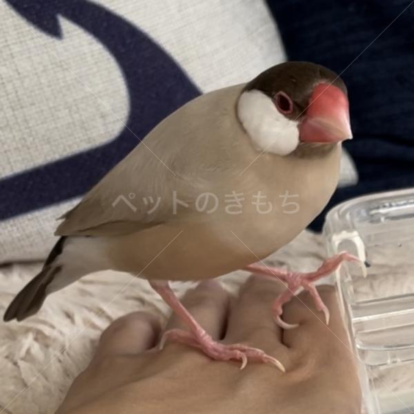 迷子鳥の画像