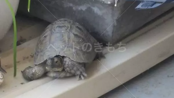 迷子ペットの画像