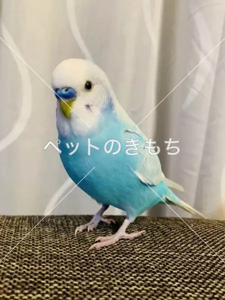 迷子鳥の画像