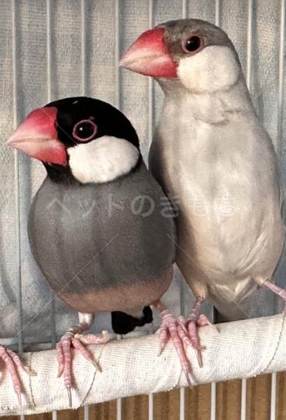 迷子鳥の画像