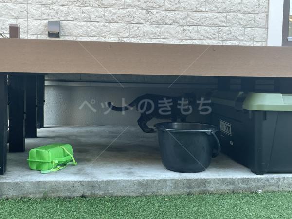 コメントの画像