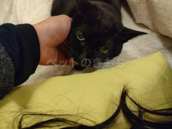 迷子猫の画像