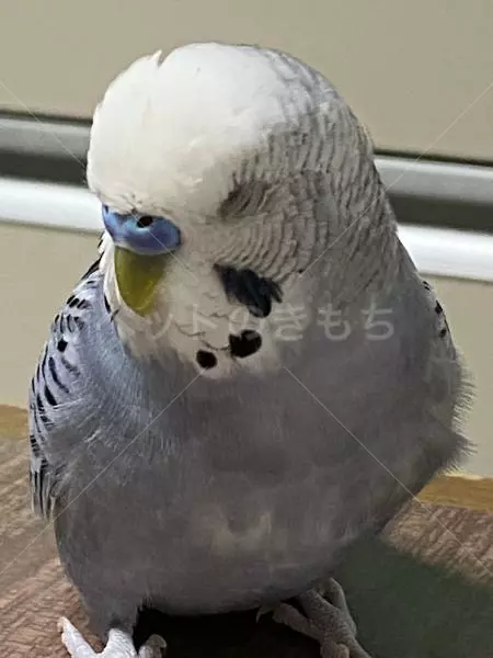 コメントの画像