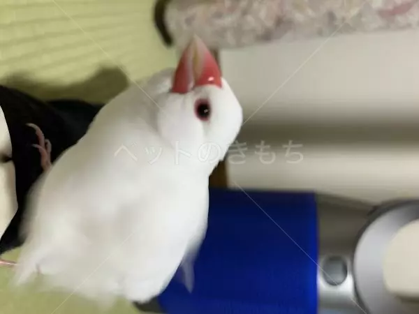 迷子鳥の画像