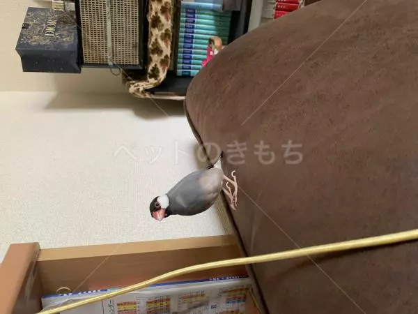迷子鳥の画像