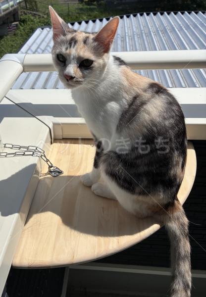迷子猫の画像