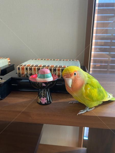 迷子鳥の画像