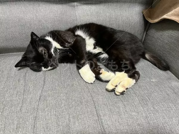 コメントの画像