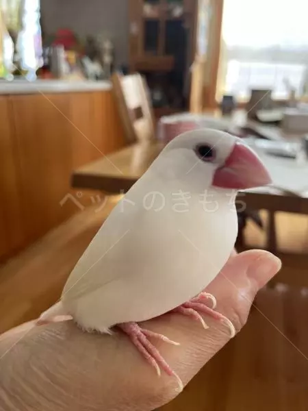 迷子鳥の画像