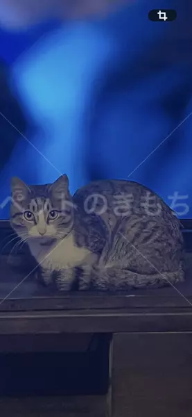 迷子猫の画像