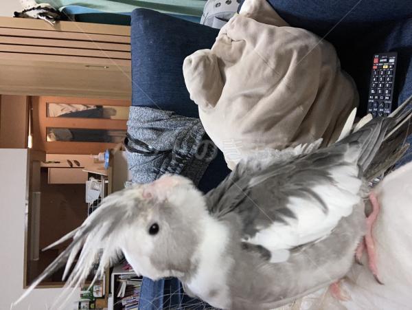 迷子鳥の画像