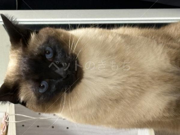 迷子猫の画像