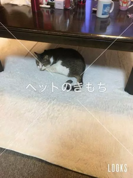 迷子猫の画像