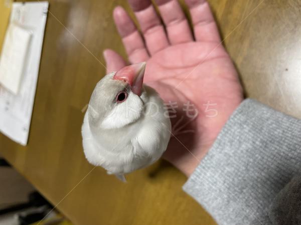 迷子鳥の画像