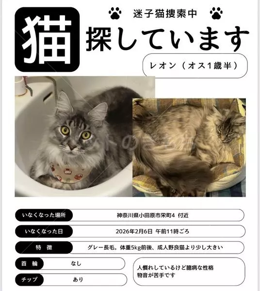 迷子猫の画像