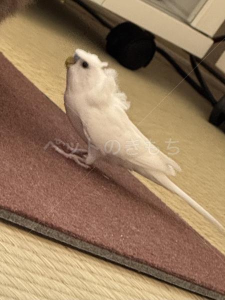 迷子鳥の画像