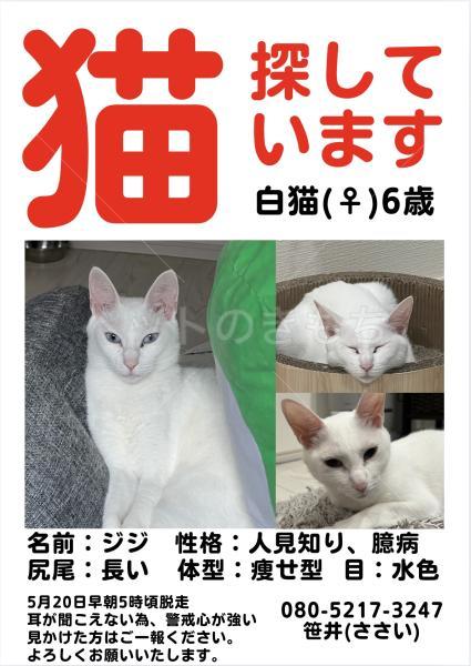 迷子猫の画像