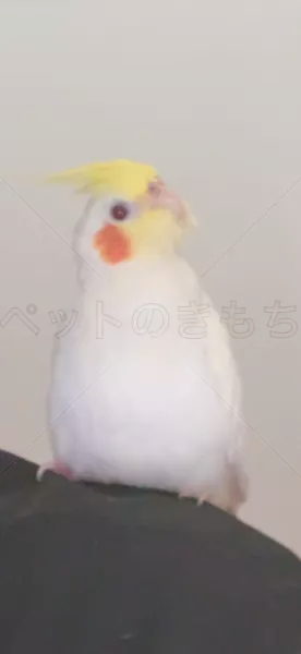 迷子鳥の画像