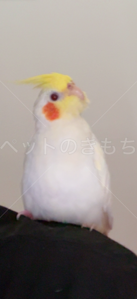 迷子鳥の画像