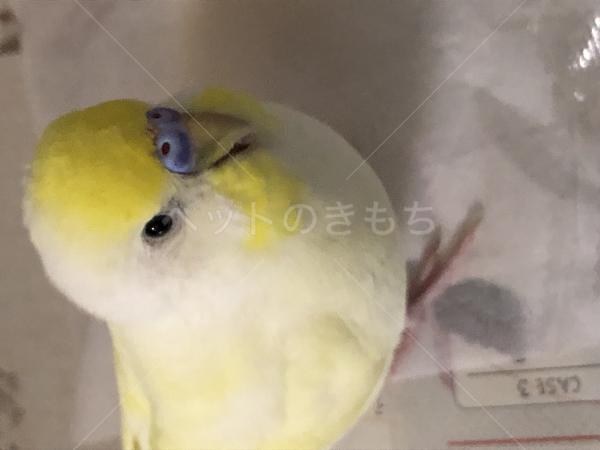 迷子鳥の画像