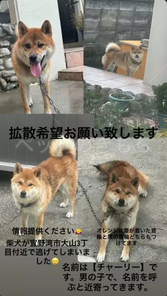 迷子犬の画像