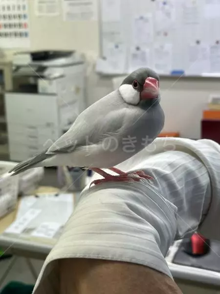 保護鳥の画像