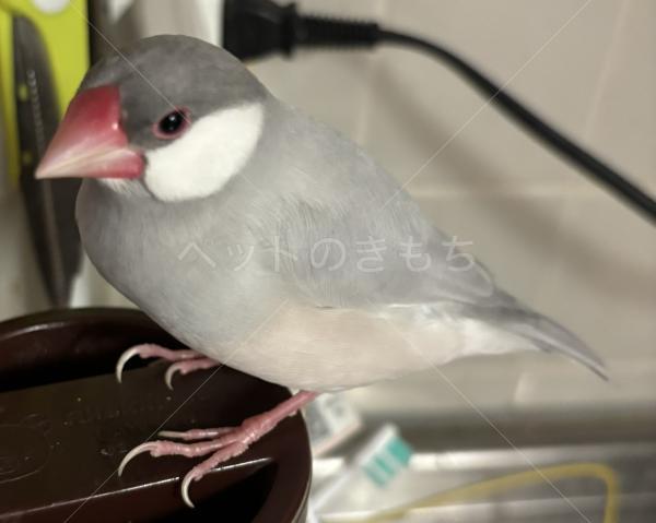 迷子鳥の画像