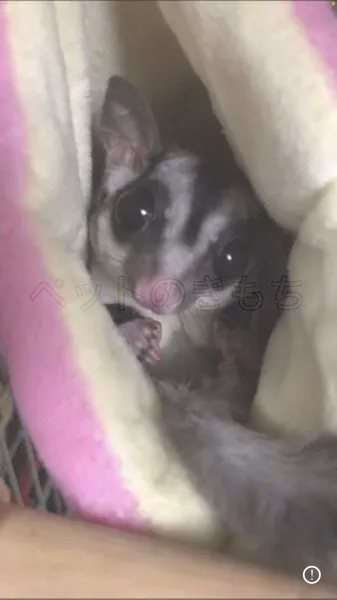 迷子ペットの画像