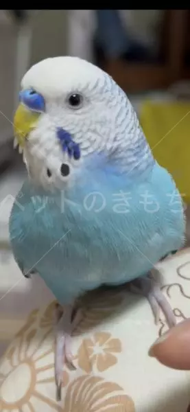 迷子鳥の画像