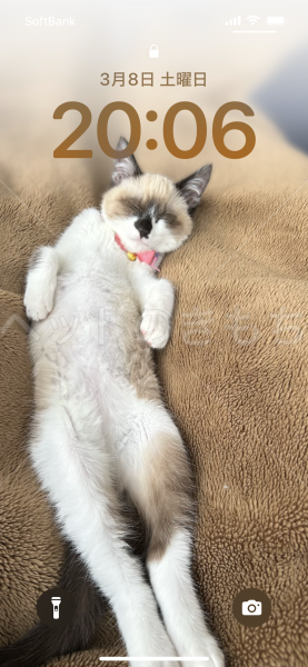迷子猫の画像
