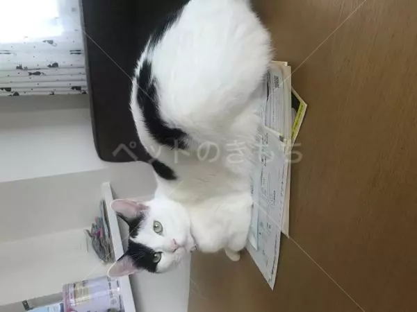 迷子猫の画像