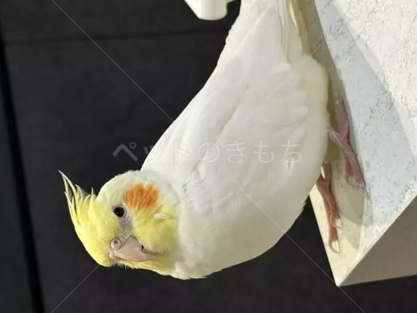 迷子鳥の画像