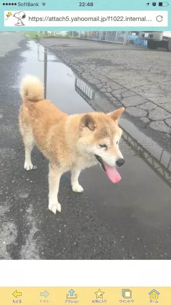 迷子犬の画像