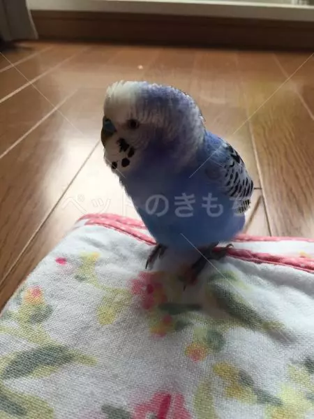 保護鳥の画像