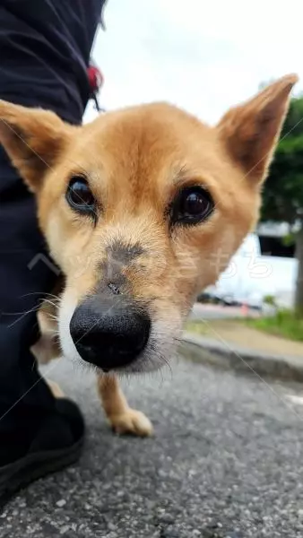 保護犬の画像